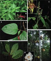 Image result for Aporrhiza paniculata