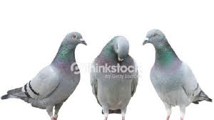 Daftar juara latpres new lenggang jakarta enterprtise (27/06) no nama burung nama pemilik alamat cucak ijo pembuka 1 nn jalu cij jak pus 2 alexine muhadi bonklap 3 minak jinggo fredick semper 4 hoky dedy sf melehoy bc 5 nn nn nn 6 random sakti abibia ngaceng sf 7 kurawa deni militan 8 boy. Merpati Tidak Pernah Ingkar Janji Harga Merpati Juga Menjanjikan Halaman All Warta Kota