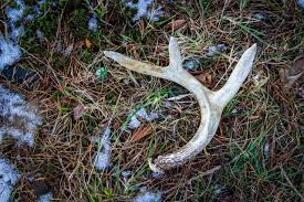 When is the best time to look. Does Shed Antler Hunting Need To Be Regulated In Canada The Hunter Conservationist With Mark Hall Podcast And Blog
