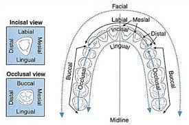 image result for tooth surfaces chart dental teeth dental