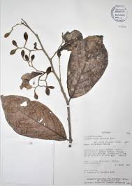 Image result for Dichapetalum