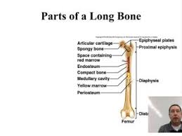 With canva, you can create a visually striking fishbone diagram with just a few clicks. Long Bone Structure Long Bone Structure This Video Describes The Structure Of A Typical Long Bone In The Human B Anatomy Bones Educational Videos Cavities