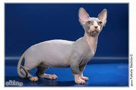 6 strange breeds of hairless cats the featured creature bambino cat hairless cat munchkin cat