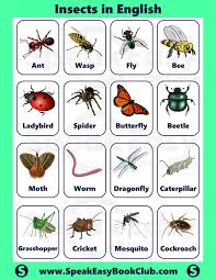 Here are the list of some of insects with pictures and names. Insects In English English Words Book Club Books E Book