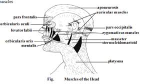 § voluntary somatic muscle § make up the skeletal muscles cardiac striated muscle § involuntary visceral muscle § forms most of the walls of the heart and adjacent parts of muscle attachment sites. Distribution Of Human Muscles Muscles Of The Human Head Muscles Of The Neck Region Muscles Of The Trunk Region Muscles Of The Upper Limb Muscles Of The Lower Limb