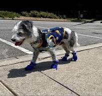 YAODHAOD Dog Shoes for Hot Pavement, Anti-Slip Sole Dog Boots & Paw  Protector for Summer, Reflective Straps Dog Booties for Small Medium Dogs,  Indoor ...