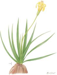 Image result for Velloziaceae