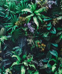 Jungle Fever Art I Behang Wallpaper Tropical Plants Plants Forest Mural
