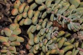 Image result for Suaeda vermiculata