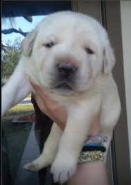 Maybe you would like to learn more about one of these? Akc Yellow Lab Puppies For Sale In West Palm Beach Florida Classified Americanlisted Com