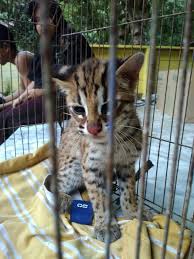 Ini adalah kucing liar yang berbeda dengan kucing domestik. Kucing Hutan Atau Macan Akar Steemit