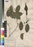 Image result for Aristolochia zenkeri