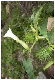 Image result for Datura ferox