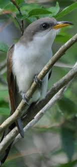 Birds Of The Southwest Usa Cuclillo Piquigualdo Yellow Billed Cuckoo Gelbschnabelkuckuck Coulicou A Bec Jaune Birds Colorful Birds Bird Watching