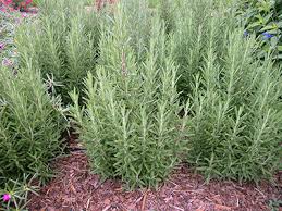 Position in full sun to part shade and fill with quality potting mix, such as yates potting mix with dynamic lifter. Rosemary Gardening Solutions University Of Florida Institute Of Food And Agricultural Sciences