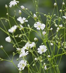 Gypsophila Elegans Covent Garden Gypsophila Elegans Gypsophila Baby S Breath Plant