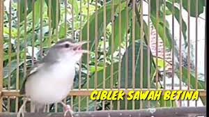 Ciblek Sawah Betina Memanggil Jantan Pancingan Ciblek Agar Bunyi Youtube