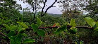 Image result for Cassipourea mollis