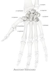 Image result for Trapezoid Bone