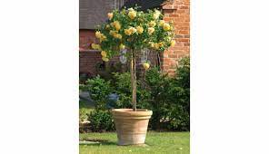 Seringat des jardins pot de litres existe en déclinaisons. Des Arbustes En Pot Pour La Terrasse