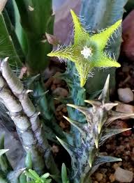 Image result for Orbea dummeri