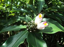 Image result for Costus afer