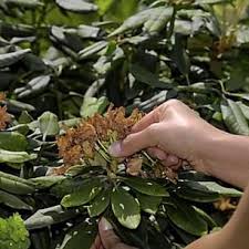 Rhododendron Schneiden So Wird S Gemacht Garten Pflanzen Garten Anlegen Garten