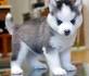 Pomeranian Husky (Pomsky) - Breeders, Photos, Puppies ...