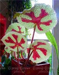 100pcs Bag Beautiful Begonia Flower Seeds Flowers Potted Bbonsai Garden Courtyard Balcony Coleus Seeds For Home Garden Plants Begonia Flower Seeds