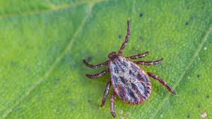 La maladie de lyme est une maladie vectorielle et une zoonose (maladie infectieuse touchant l'être humain et de nombreux animaux). Maladie De Lyme Un Rapport Pour Mettre Fin A L Errance Therapeutique Lcp