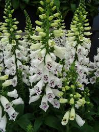 Image result for Digitalis purpurea