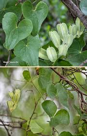 Image result for Dioscorea sylvatica