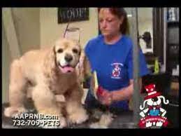 Hilton worldwide is a global hospitality company that manages and franchises a portfolio of hotel brands, including hilton hotels & resorts, hampton inn, hilton garden inn, and more. All American Pet Resort North Brunswick Nj Youtube