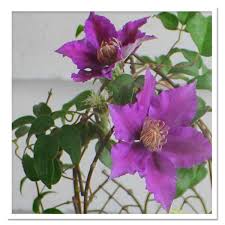 Clematis bijou is a dependable clematis that will do well in either full sun or light shade. Clematis Bijou Sugar Creek Gardens