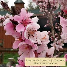 Image result for Prunus persica