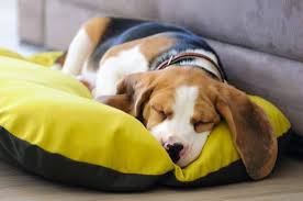 When looking for chew proof dog beds, you'll need to walk a fine line between durability and comfort. The Best Chew Proof Dog Beds On The Market In 2020 Sitstay