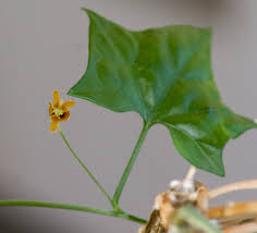 Image result for Gerrardanthus lobatus