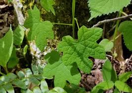 Image result for Menispermaceae