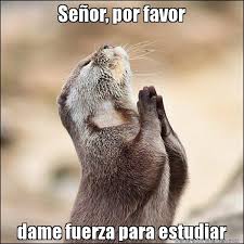 Humor Del Examen Google Search Comedy Wildlife Photography Animals Funny Animals