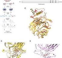 Eukaryotic Initiation Translation Factor 2A activation by ...