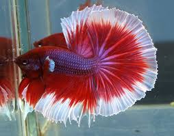 They have shorter fins with a heart shaped back fin. Betta Fish Tail Types And Patterns Live Tropical Fish Live Tropical Fish