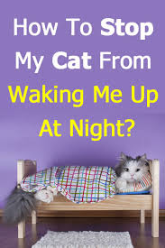 It will try out a bunch of things and. How To Stop My Cat From Waking Me Up At Night Step By Step Plan Thecatsite Articles