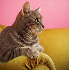 Pin By Sonia Dejoux On Minous Divers Cats Animals Inspiration