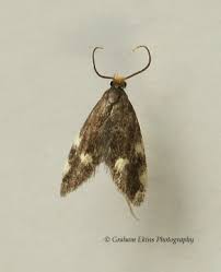 Image result for Telechrysis tripuncta