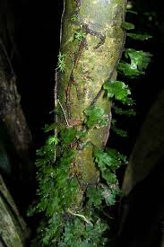 Image result for Didymoglossum