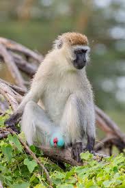 Image result for Beige 1986 UMM