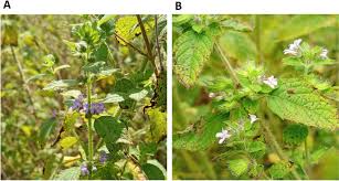 Image result for Mesosphaerum