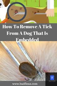 Once a tick is embedded into a dog's skin, it might look like a raised mole or dark skin tag. How To Remove A Tick From A Dog That Is Embedded Ticks Ticks On Dogs Dog Remedies