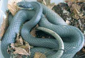 Blue Racer Snake Snake Snake Images Colorful Snakes
