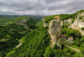 Image result for Kotschya